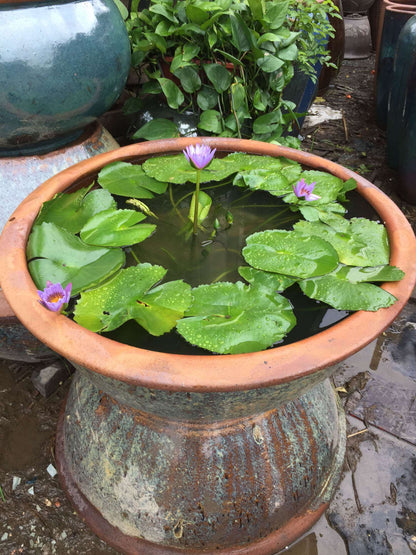 38#Smooth large shallow basin/Animal head large shallow tank/Large lotus pot/Gardening water feature pottery